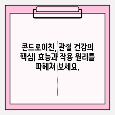 콘드로이친 효능과 부작용| 건강한 관절 관리를 위한 완벽 가이드 | 관절 건강, 연골 건강, 건강 정보